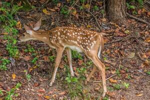 fawn äter växter foto