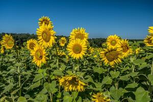 bin pollinerande solrosor i en fält foto