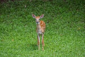 nyfiken fawn Framställ närbild foto