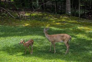 mamma rådjur och henne två fawns foto