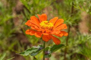 ljus orange zinnia närbild foto