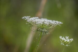 drottning annes spets närbild foto