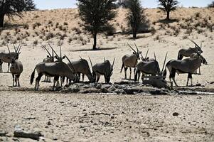 besättning av oryx antiloper dryck på en vattenhål i kgalagadi under torr säsong foto