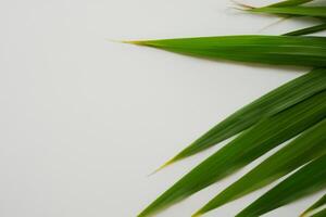 pandan blad vilar på vit papper, en blandning av naturens friskhet på en rena duk foto