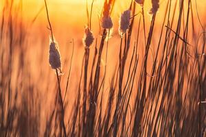 vass blommor sola sig i de strålnings glöd av de kväll Sol, skapande en spektakulär gobeläng av naturens kortlivad skönhet i de lugn skymning himmel foto