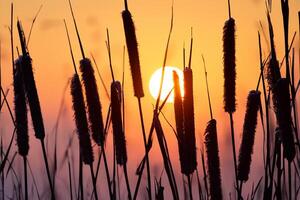 vass blommor sola sig i de strålnings glöd av de kväll Sol, skapande en spektakulär gobeläng av naturens kortlivad skönhet i de lugn skymning himmel foto