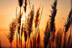 vass blommor sola sig i de strålnings glöd av de kväll Sol, skapande en spektakulär gobeläng av naturens kortlivad skönhet i de lugn skymning himmel foto