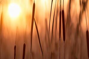 vass blommor sola sig i de strålnings glöd av de kväll Sol, skapande en spektakulär gobeläng av naturens kortlivad skönhet i de lugn skymning himmel foto