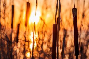 vass blommor sola sig i de strålnings glöd av de kväll Sol, skapande en spektakulär gobeläng av naturens kortlivad skönhet i de lugn skymning himmel foto