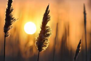 vass blommor sola sig i de strålnings glöd av de kväll Sol, skapande en spektakulär gobeläng av naturens kortlivad skönhet i de lugn skymning himmel foto