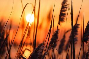 vass blommor sola sig i de strålnings glöd av de kväll Sol, skapande en spektakulär gobeläng av naturens kortlivad skönhet i de lugn skymning himmel foto