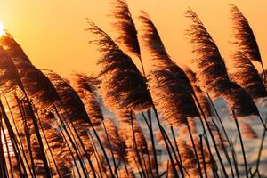 vass blommor sola sig i de strålnings glöd av de kväll Sol, skapande en spektakulär gobeläng av naturens kortlivad skönhet i de lugn skymning himmel foto