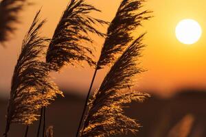 vass blommor sola sig i de strålnings glöd av de kväll Sol, skapande en spektakulär gobeläng av naturens kortlivad skönhet i de lugn skymning himmel foto