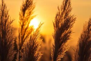 vass blommor sola sig i de strålnings glöd av de kväll Sol, skapande en spektakulär gobeläng av naturens kortlivad skönhet i de lugn skymning himmel foto