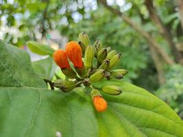 närbild av orange blommande växt foto