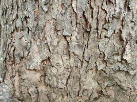 mahogny träd bark foto