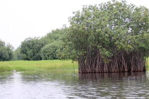 mangrove träd i sjö nokoue, benin, afrika foto