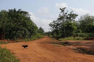 lantlig liv i djangbo i benin foto