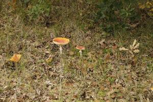 flyga agaric en skön giftsvamp foto