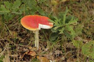 flyga agaric en skön giftsvamp foto