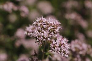 skön blå rosa blomma i de trädgård foto