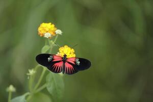 borsta fotad fjärilar, vanligen känd som de långvingar eller helikoner foto