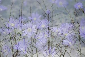 träd och blommor, kreativ fotografi, dubbel exponering, foto