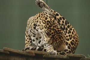 norr kinesisk leopard foto