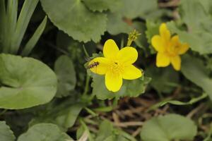 ringblomma gul vår blomma foto