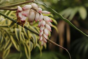 alpinia blomma ingefära foto