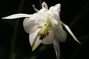 vår blomma akleja foto