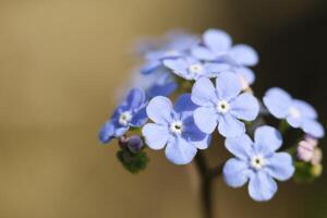 blå glömma mig inte blommor foto