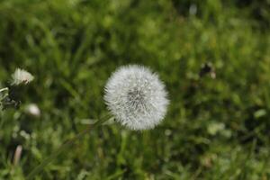 fluffig eller frön av de maskros foto