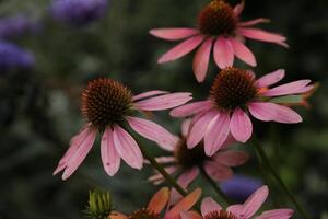 coneflower en skön rosa blomma foto