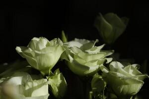 bukett vit blommor i de solljus med mörk bakgrund foto