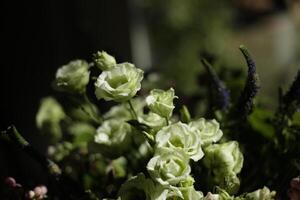 bukett vit blommor i de solljus med mörk bakgrund foto