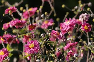 ömtålig rosa anemon blomma foto