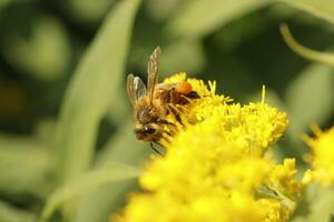 honung bi drycker nektar från en blomma foto