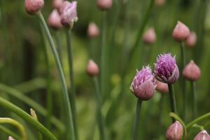 gräslök med rosa blommor foto