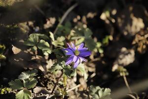 anemon blanda en blå vår blomma foto