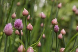 gräslök med rosa blommor foto