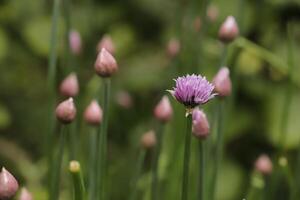 gräslök med rosa blommor foto