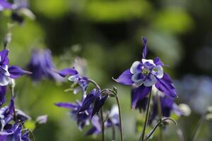 blå vit akleja blommor blomning i Maj. du kan hitta dem i många färger foto