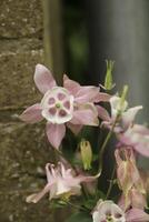 rosa och vit akleja blommor blomning i Maj. du kan hitta dem i många färger foto