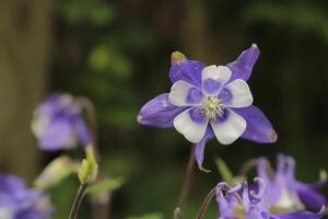 blå vit akleja blommor blomning i Maj. du kan hitta dem i många färger foto