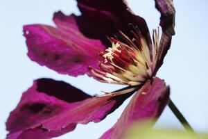 clematis blomma i de solljus foto
