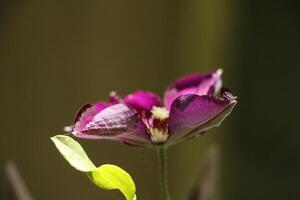 clematis blomma i de solljus foto