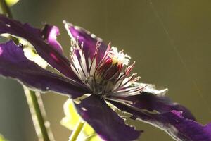 clematis blomma i de solljus foto