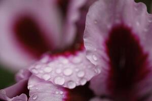 stänga upp geranium med regn droppar foto