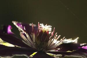 clematis blomma i de solljus foto